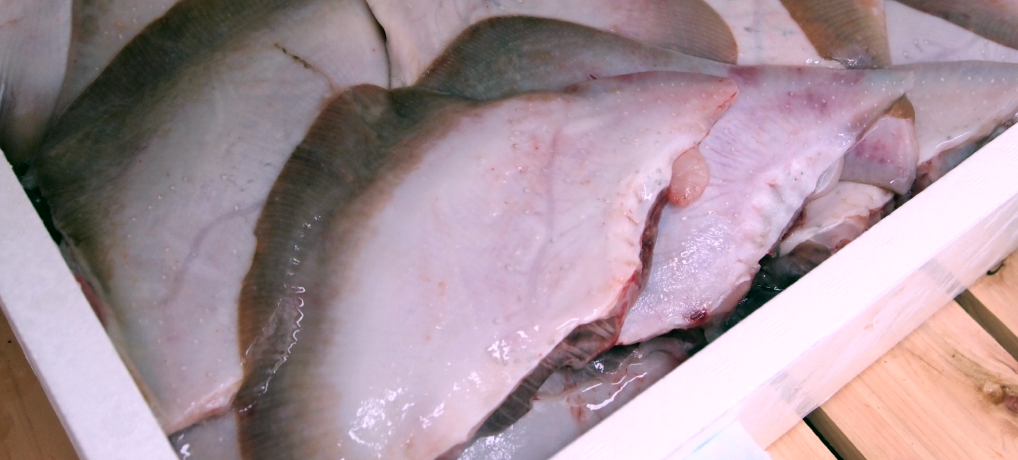 カスベとはどんな魚 基本情報とおすすめの食べ方を解説